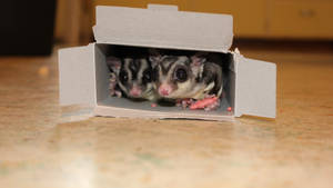 Sugar Glider In Box Wallpaper