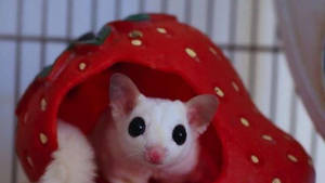 Sugar Glider In Strawberry Wallpaper