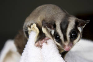 Sugar Glider On Blanket Wallpaper