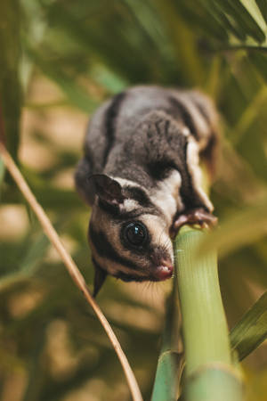 Sugar Glider On Branch Wallpaper