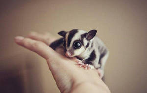 Sugar Glider On Hand Wallpaper