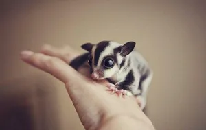 Sugar Glider On Hand Wallpaper