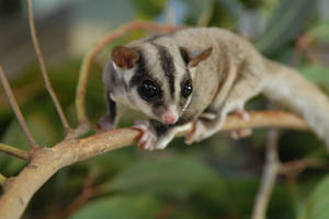 Sugar Glider On Twig Wallpaper