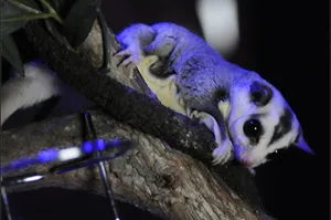 Sugar Glider Under Blue Light Wallpaper