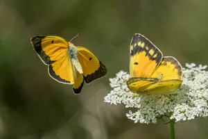 Sulphur Butterflieson Flower Wallpaper