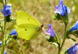 Sulphur Butterflyon Blue Flowers Wallpaper