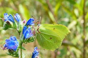 Sulphur Butterflyon Blue Flowers Wallpaper