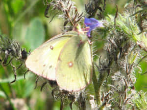 Sulphur Butterflyon Flora.jpg Wallpaper