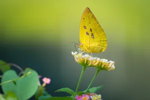 Sulphur Butterflyon Flower.jpg Wallpaper