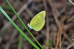 Sulphur Butterflyon Grass Blade Wallpaper