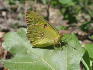 Sulphur Butterflyon Green Leaf Wallpaper