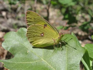 Sulphur Butterflyon Green Leaf Wallpaper