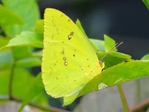 Sulphur Butterflyon Green Leaf Wallpaper