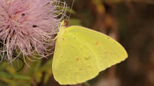 Sulphur Butterflyon Pink Flower Wallpaper