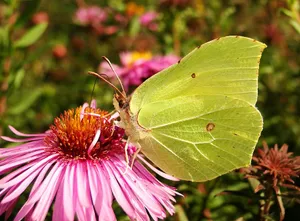 Sulphur Butterflyon Pink Flower Wallpaper