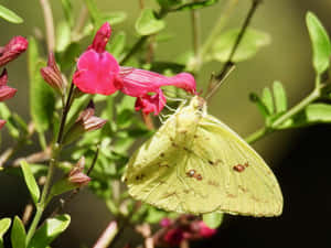 Sulphur Butterflyon Pink Flower Wallpaper