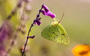 Sulphur Butterflyon Purple Flower Wallpaper