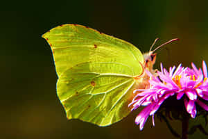 Sulphur Butterflyon Purple Flower Wallpaper