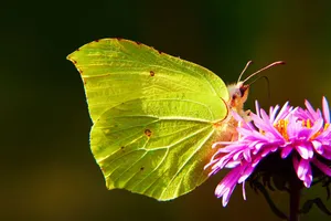 Sulphur Butterflyon Purple Flower Wallpaper