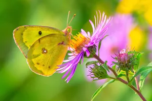 Sulphur Butterflyon Purple Flower Wallpaper