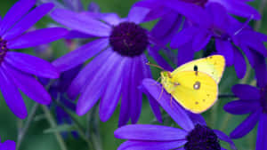 Sulphur Butterflyon Purple Flowers Wallpaper