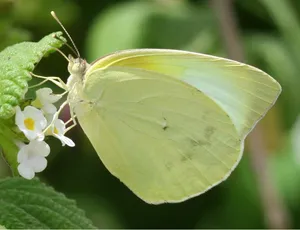 Sulphur Butterflyon White Flowers.jpg Wallpaper