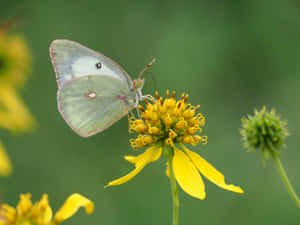 Sulphur Butterflyon Yellow Flower Wallpaper