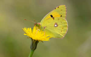 Sulphur Butterflyon Yellow Flower Wallpaper