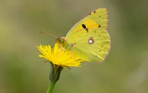 Sulphur Butterflyon Yellow Flower Wallpaper
