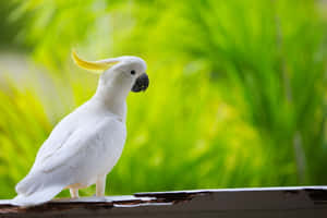 Sulphur Crested Cockatoo Green Backdrop Wallpaper