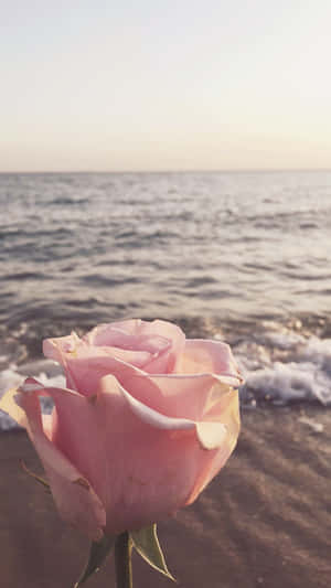 Summer_ Beach_ Rose_ Sunset.jpg Wallpaper