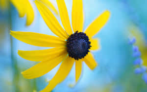 Summer Blooms - A Close Up Of A Black Eyed Susan Flower Wallpaper