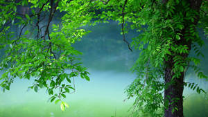 Summer Green Tree Laptop Wallpaper