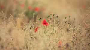 Summer_ Poppies_in_ Golden_ Field_4k_ Ultra_ Wide.jpg Wallpaper