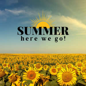 Summer Sunflower Field Graphic Wallpaper
