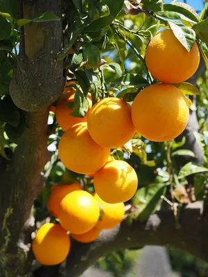 Sun Kissed Orangeson Tree Wallpaper