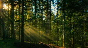 Sun Rays From Forest Desktop Wallpaper