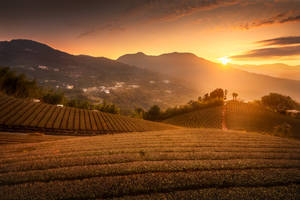 Sun Rays Over Fields Wallpaper