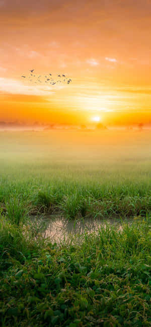 Sun Rise On Muddy River Wallpaper