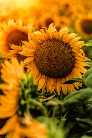 Sun Shining On Sunflower Phone Wallpaper