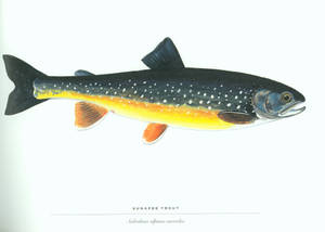 Sunapee Trout Fish Wallpaper