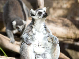 Sunbathing Lemur Adelaide Zoo Wallpaper