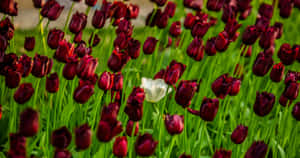 Sunbeams Over Blue Ocean Wallpaper