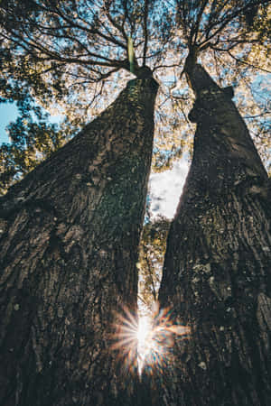 Sunburst Through Trees Sky View Wallpaper