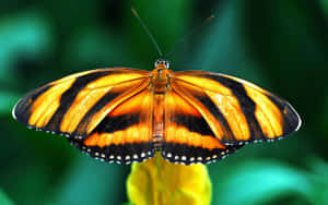 Sunfall - A Yellow Butterfly Soaring In The Sky Wallpaper