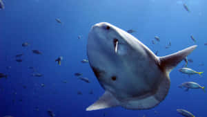 Sunfish Dominating Blue Waters Wallpaper