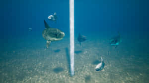 Sunfish Near Ocean Surface Wallpaper