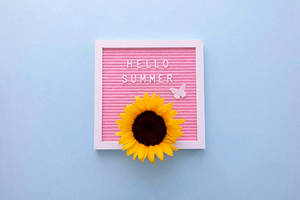 Sunflower Aesthetic Pink Frame Wallpaper