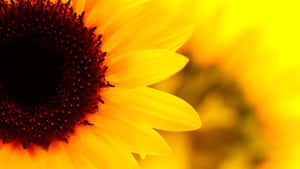 Sunflower Beaming In Yellow Wallpaper