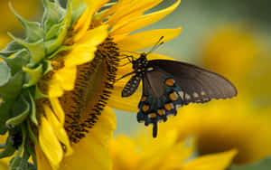 Sunflower_ Bliss_with_ Butterfly Wallpaper